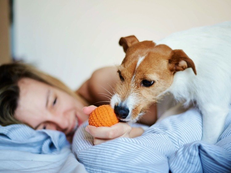 Eine junge Frau liegt mit ihrem Hund im Bett und hält ihm einen Spielball hin