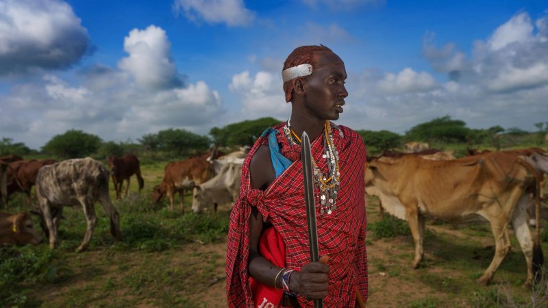 Massai Mann mit seiner Herde auf freiem Feld